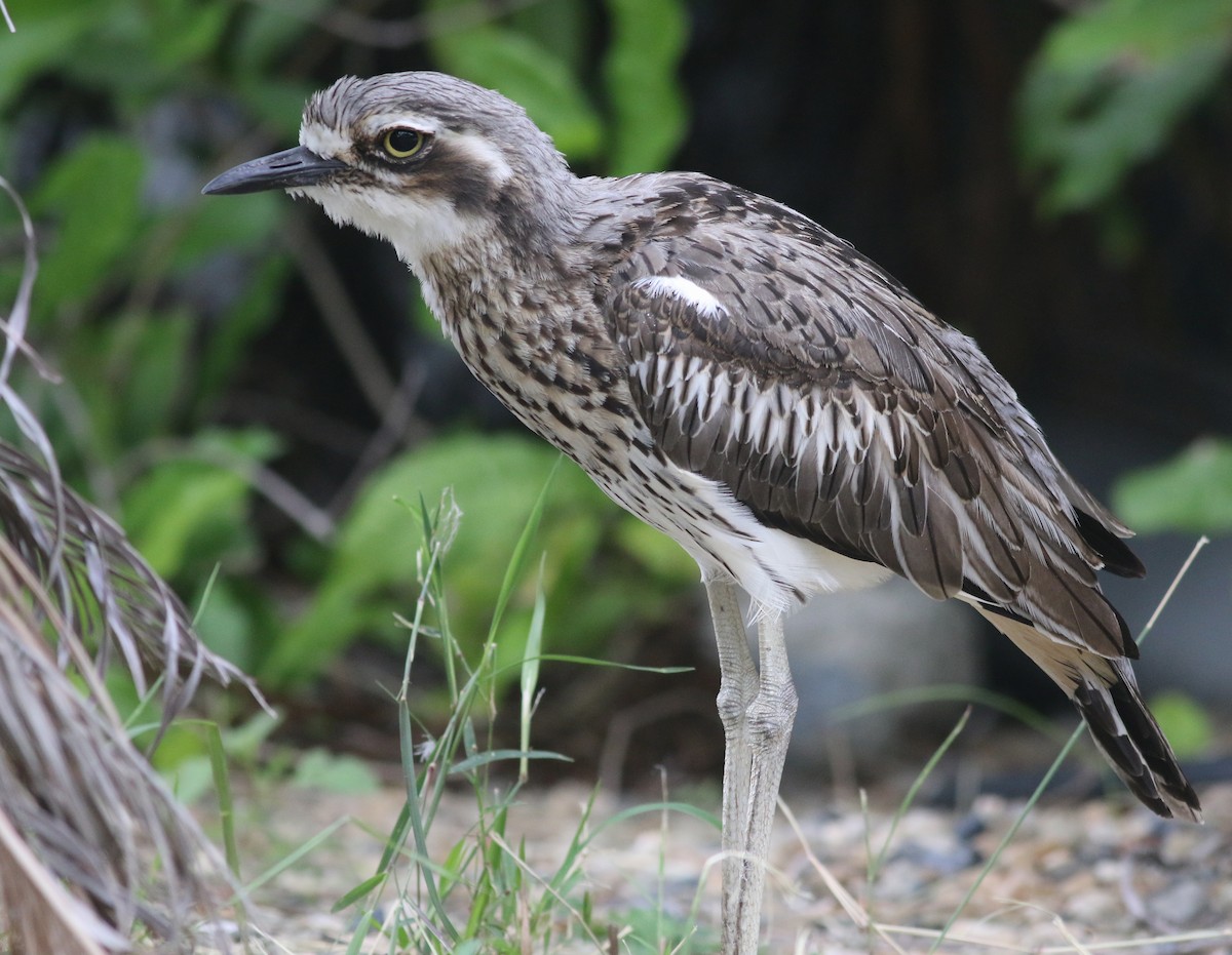 Bush Thick-knee - ML647367021