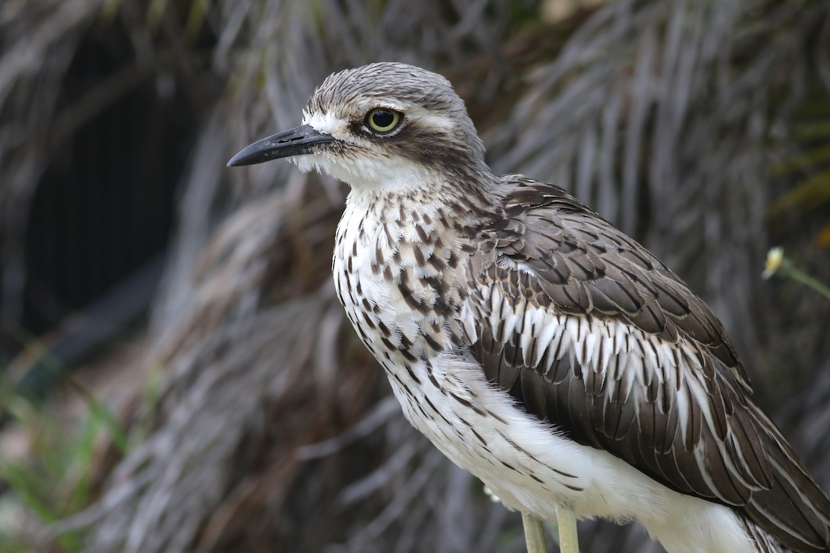 Bush Thick-knee - ML647367022