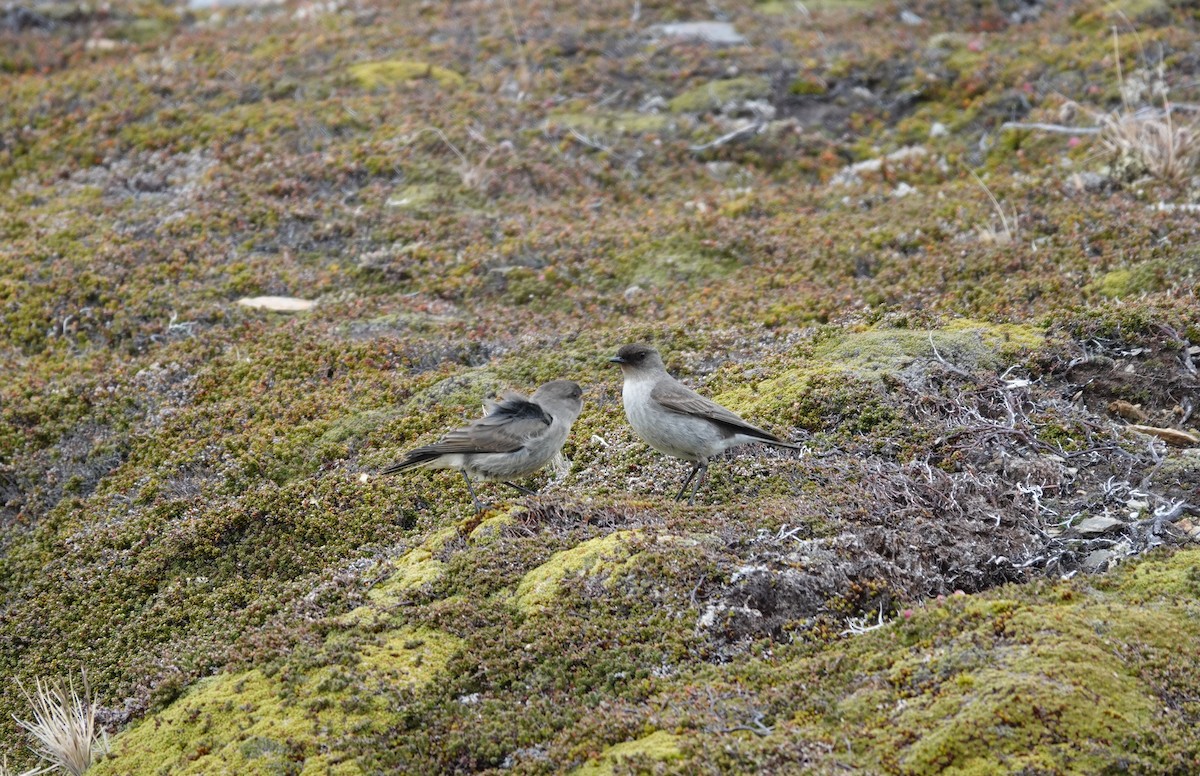 Dormilona Carinegra - ML647367024