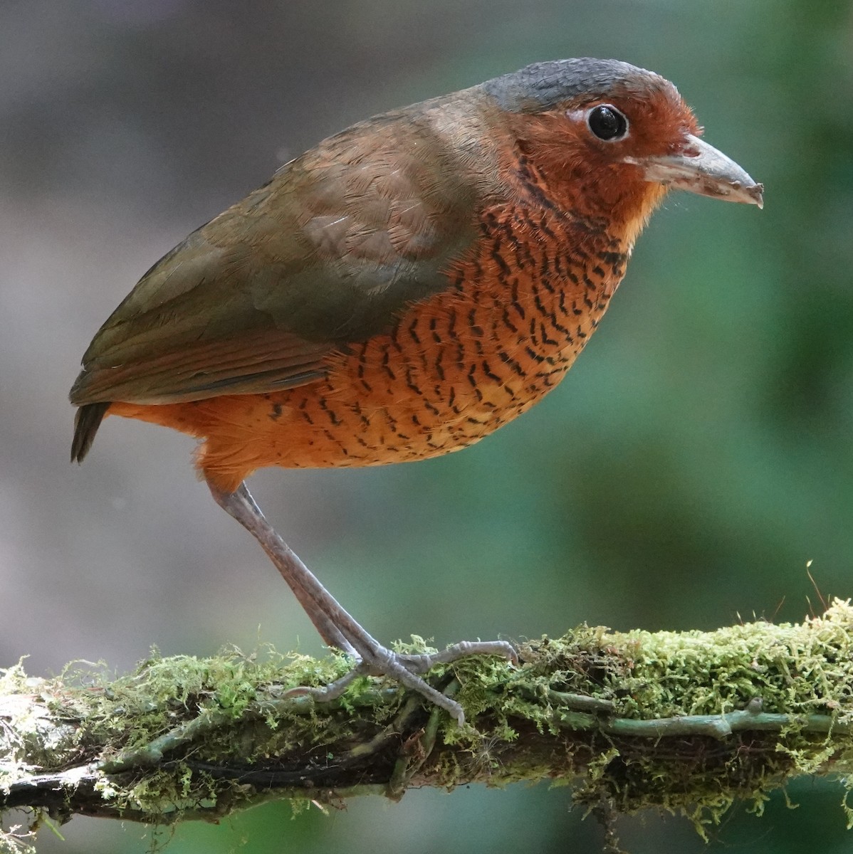 kjempemaurpitta - ML647367054