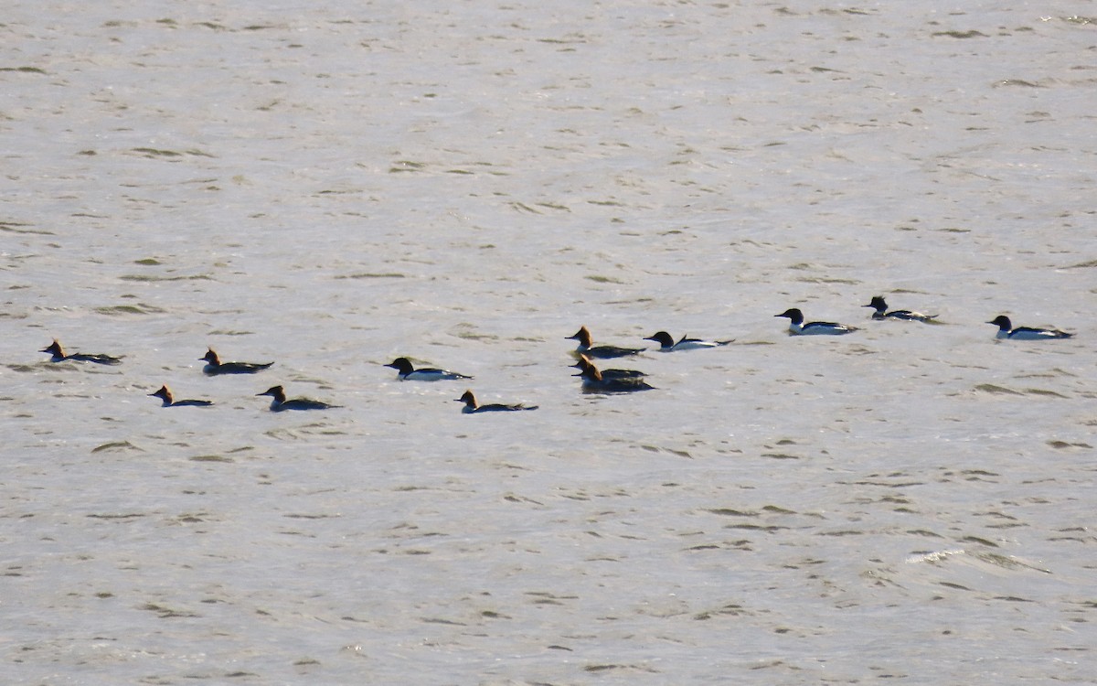 Common Merganser - ML647367072