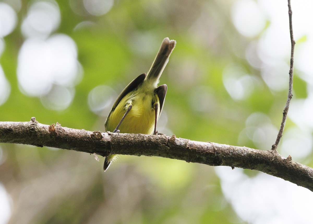 Gray-headed Tody-Flycatcher - ML647367104