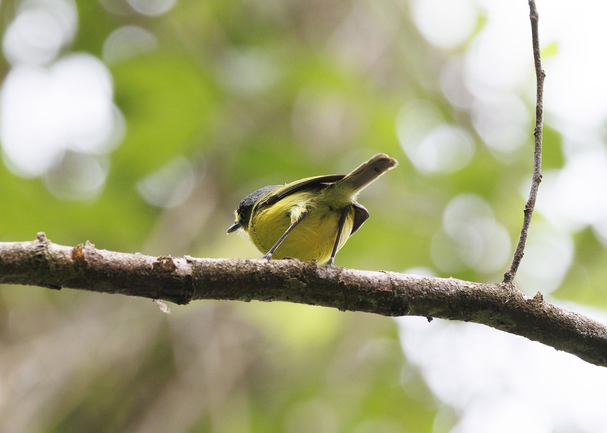 Gray-headed Tody-Flycatcher - ML647367106