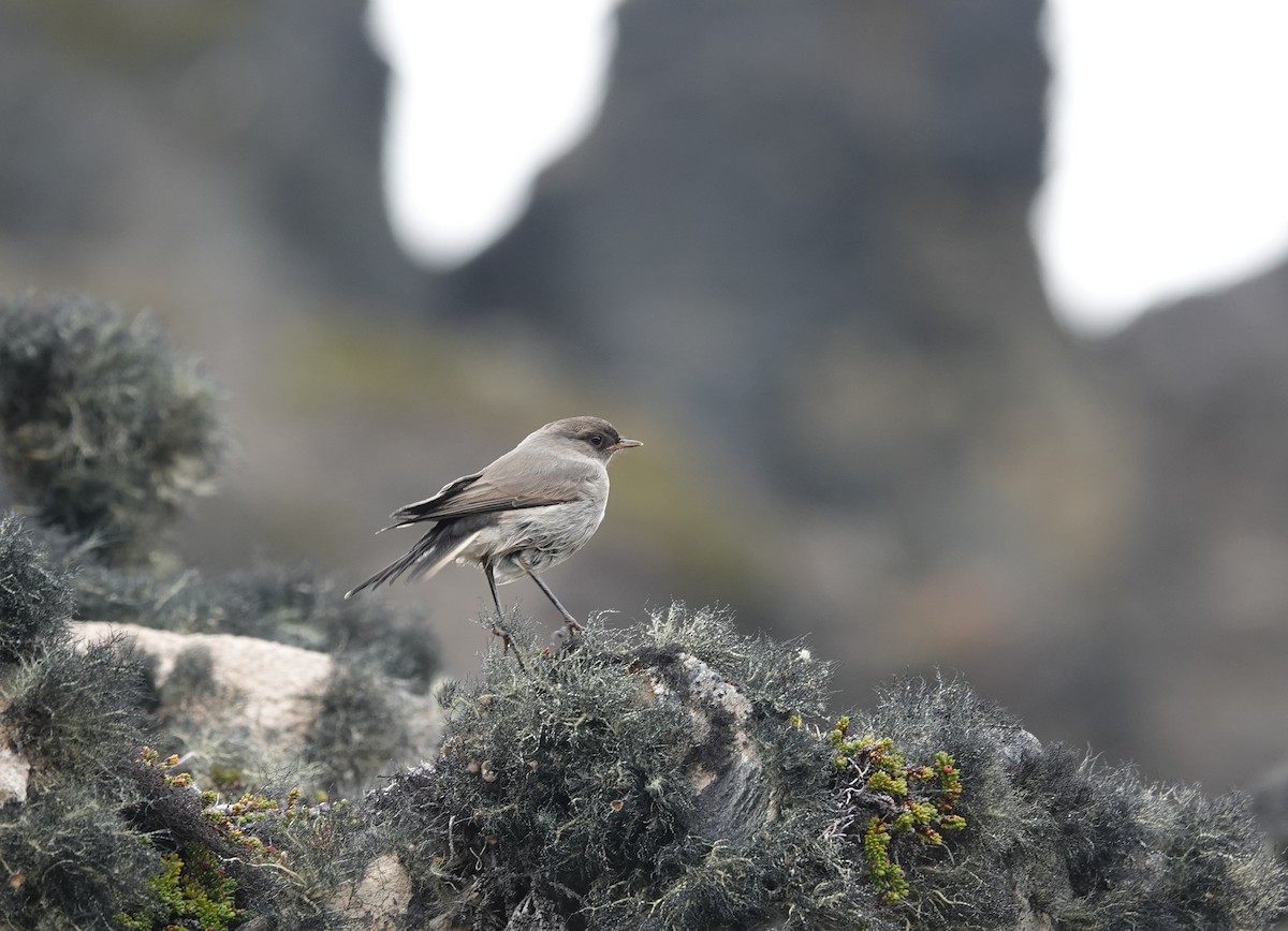 Dormilona Carinegra - ML647367108