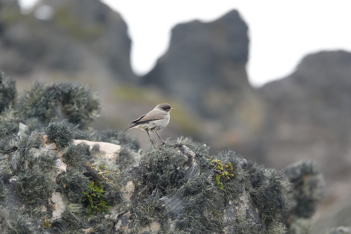 Dormilona Carinegra - ML647367115