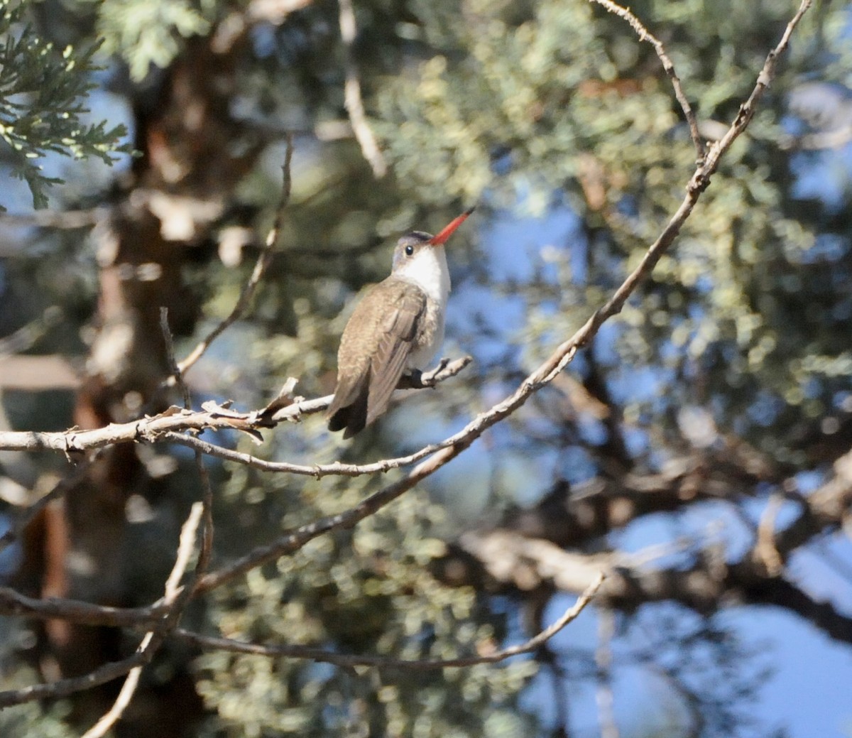 Violet-crowned Hummingbird - ML647367132