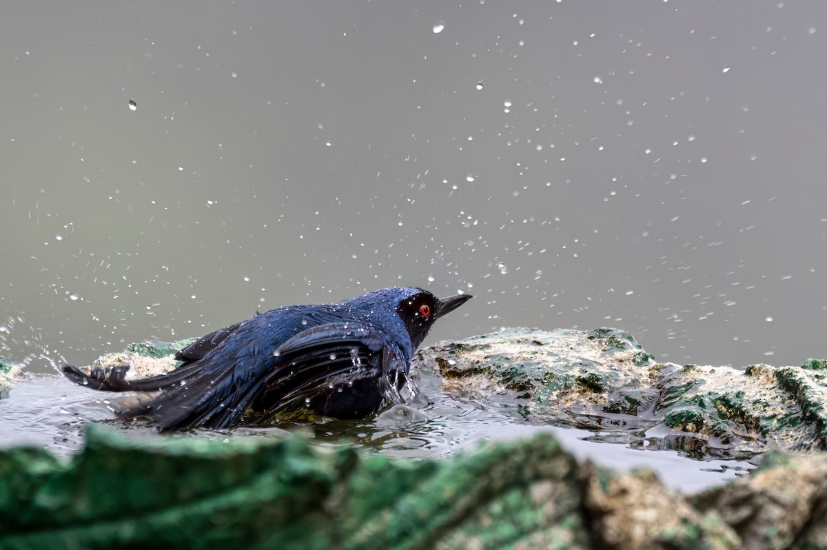 Masked Flowerpiercer - ML647367166