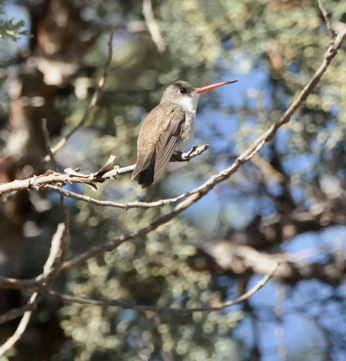 Violet-crowned Hummingbird - ML647367172