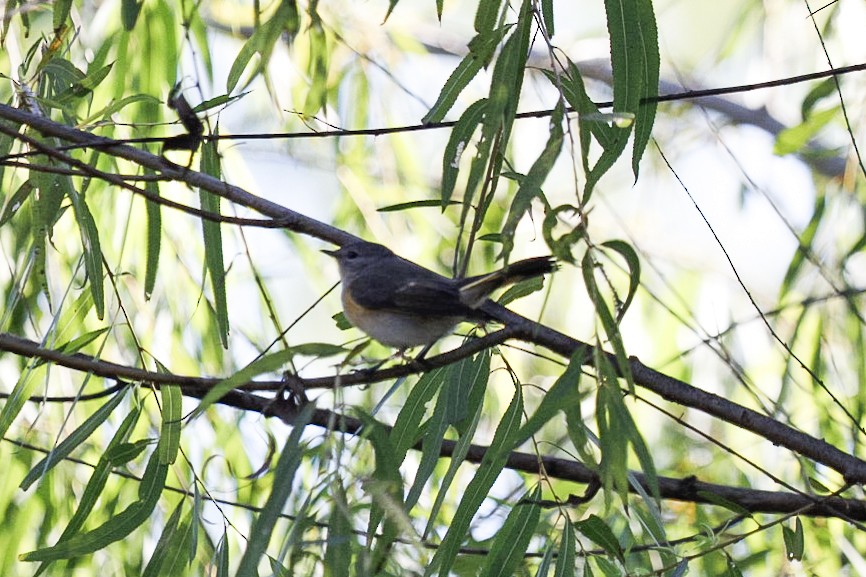 סבכון חכלילי - ML647367184