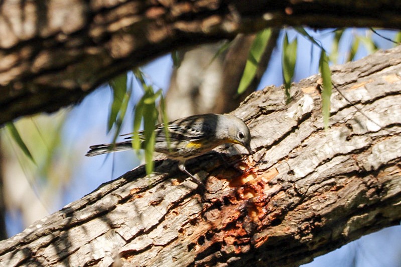 Yellow-rumped Warbler - ML647367193