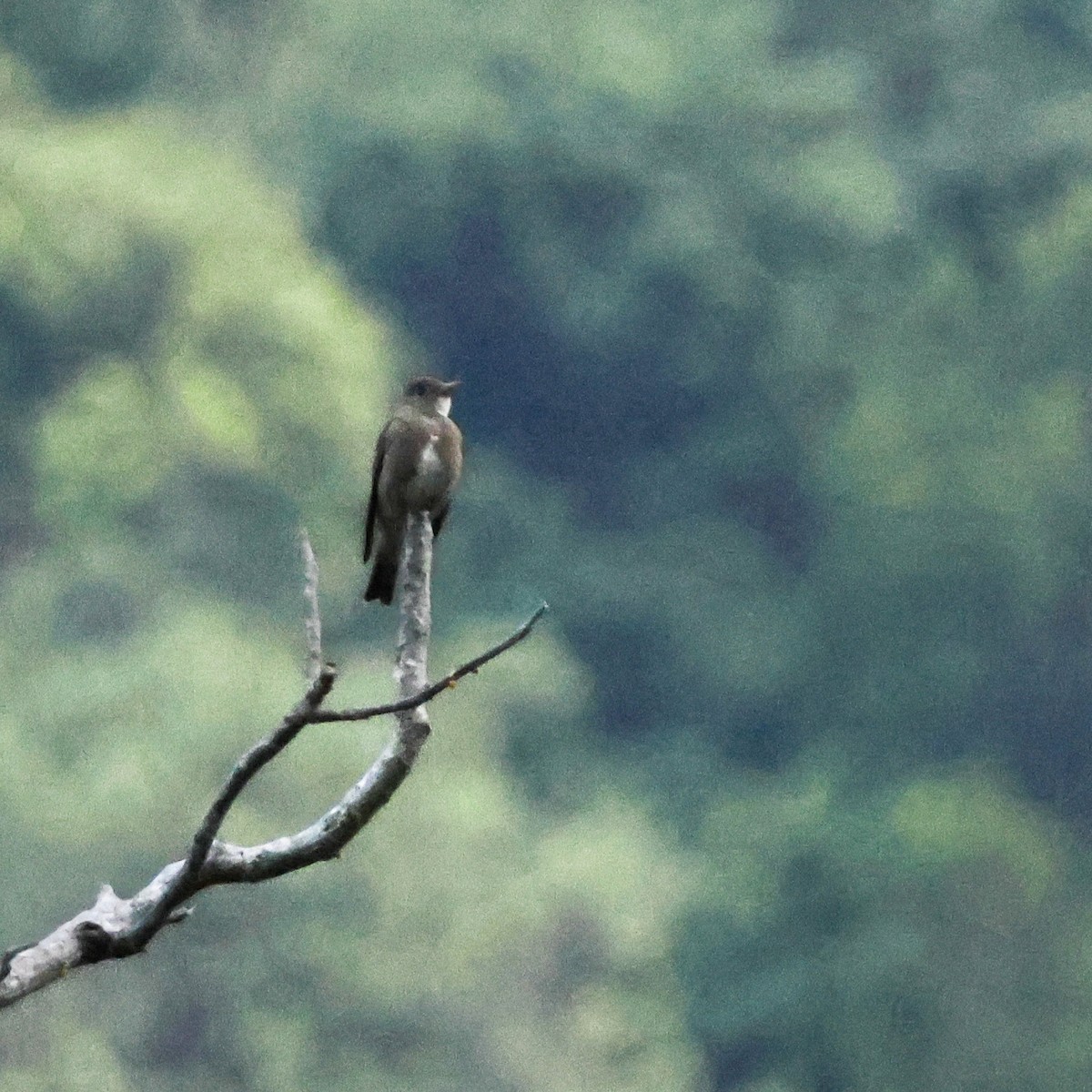 tyranovec severský - ML647367196