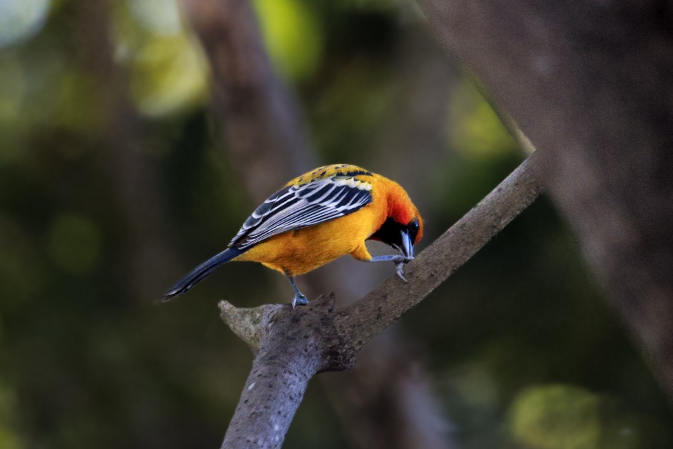 Streak-backed Oriole - ML647367202