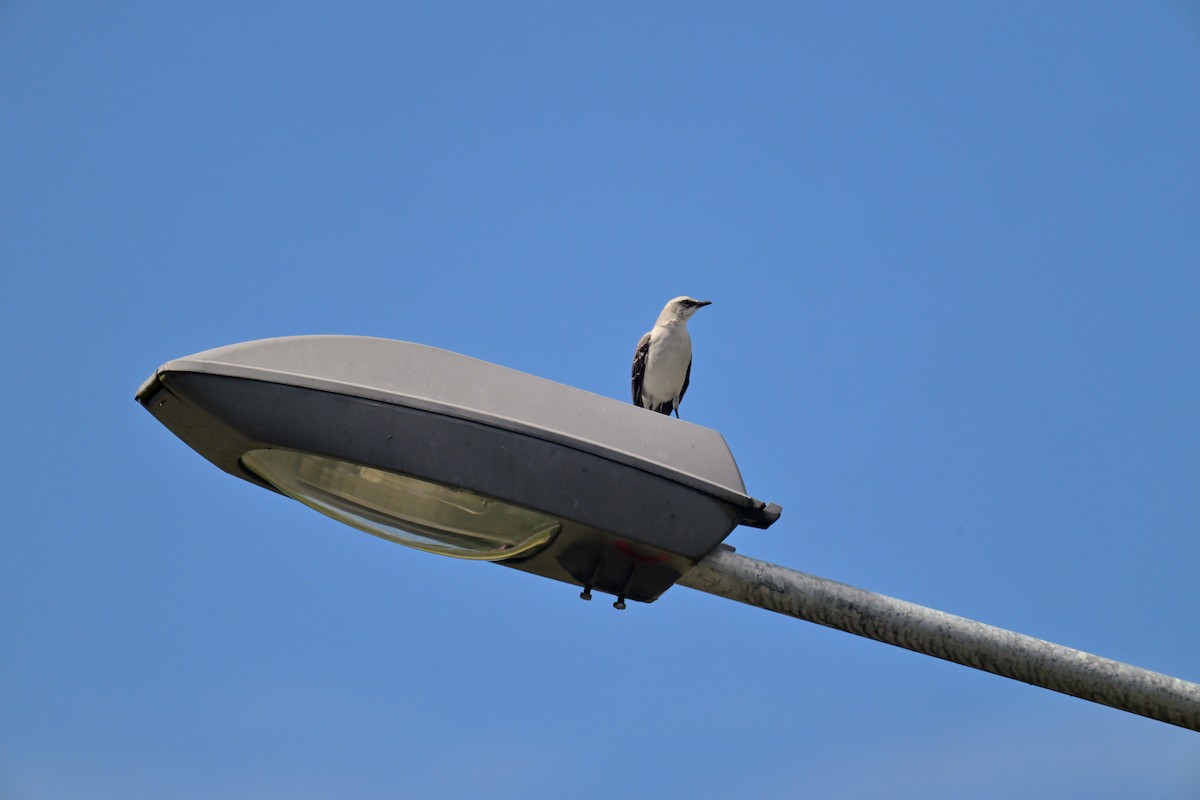 Tropikal Taklitçi - ML647367204