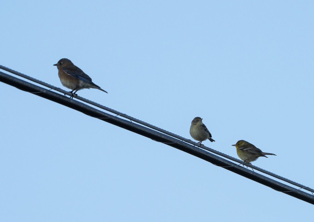 Paruline des pins - ML647367205