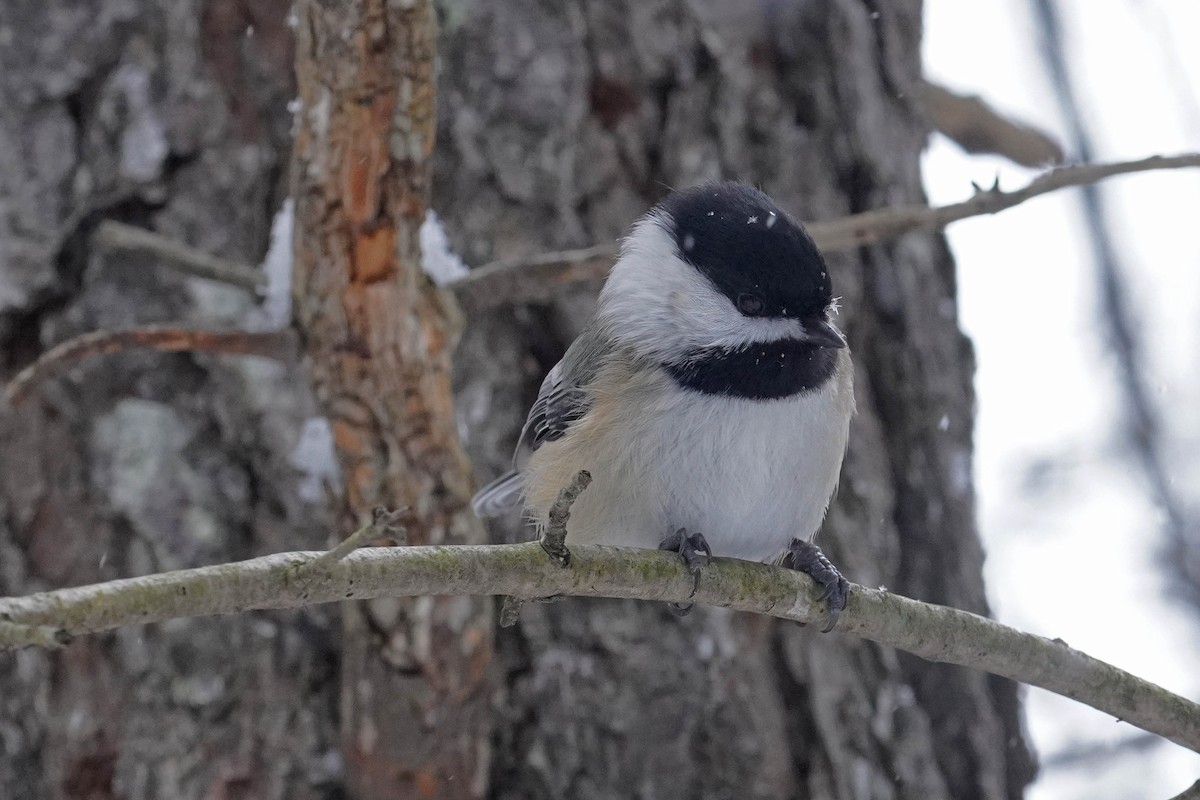 Amerika Baştankarası - ML647367215
