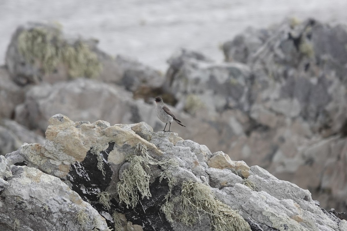 Dormilona Carinegra - ML647367230