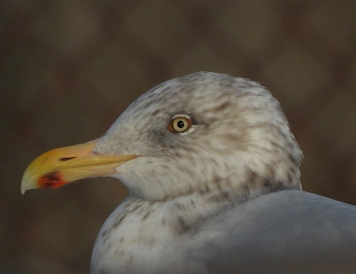 American Herring Gull - ML647367232