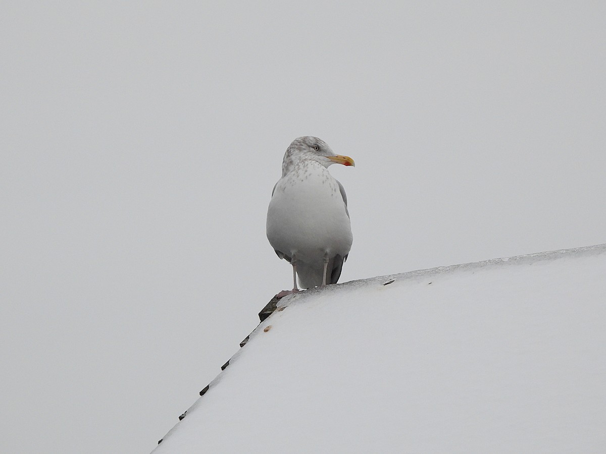 American Herring Gull - ML647367233