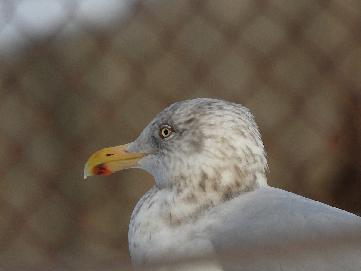American Herring Gull - ML647367234