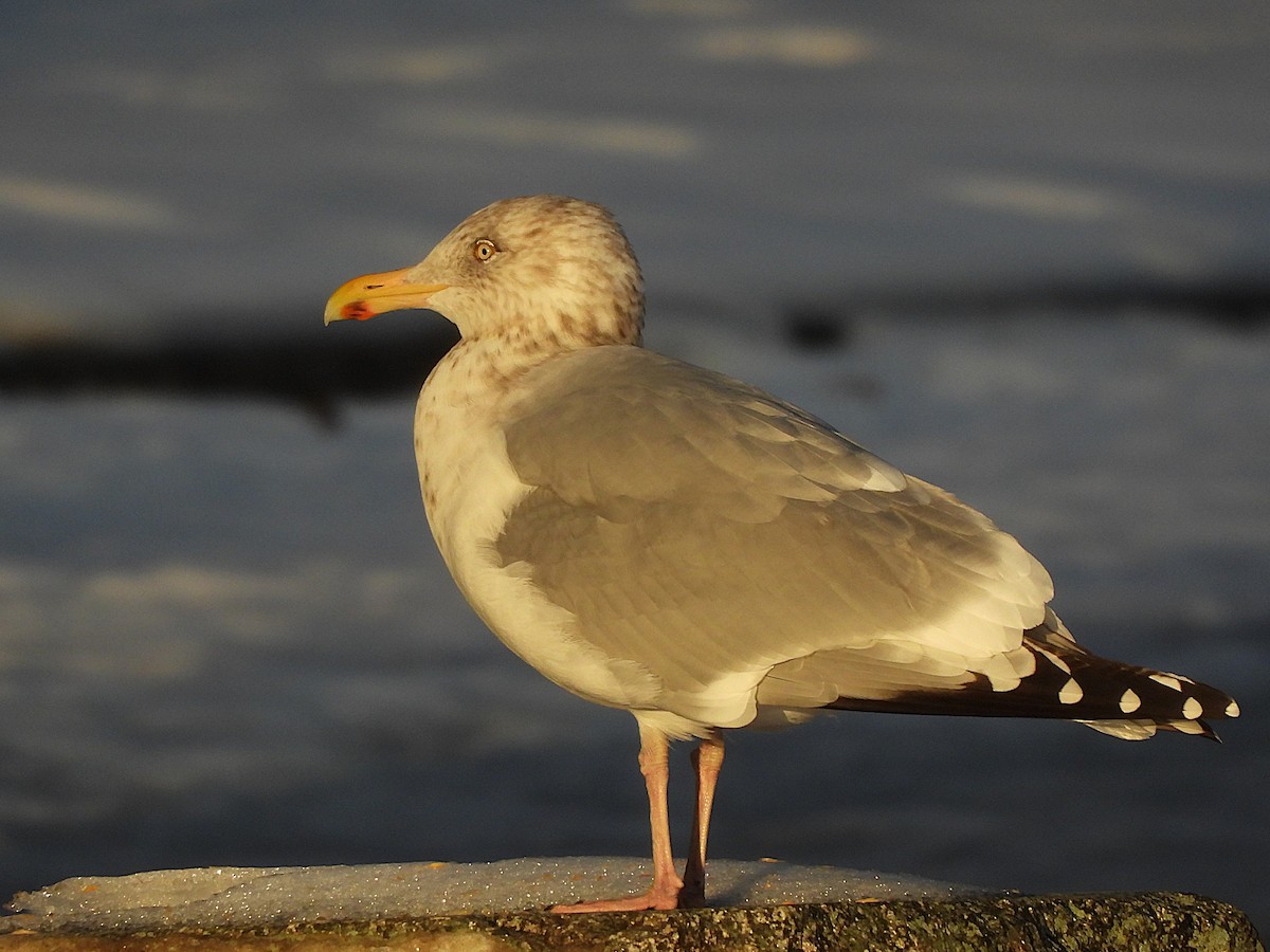 American Herring Gull - ML647367235