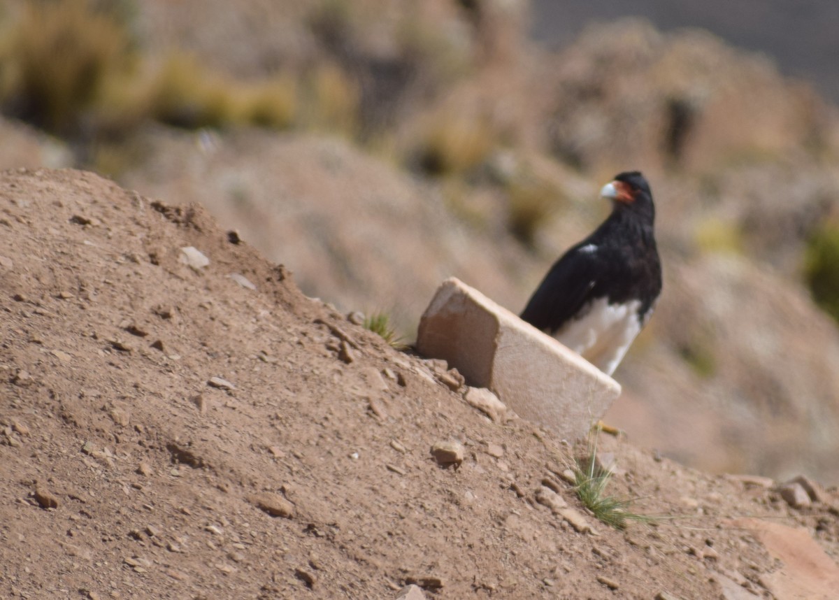 Mountain Caracara - ML647367257