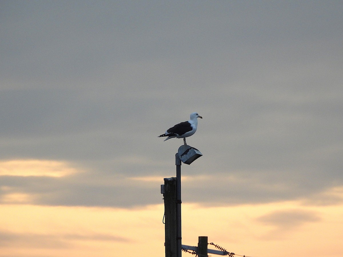 racek mořský - ML647367258