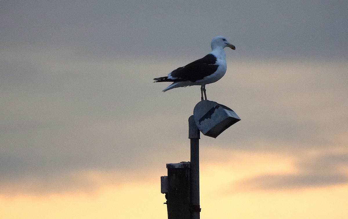 racek mořský - ML647367259