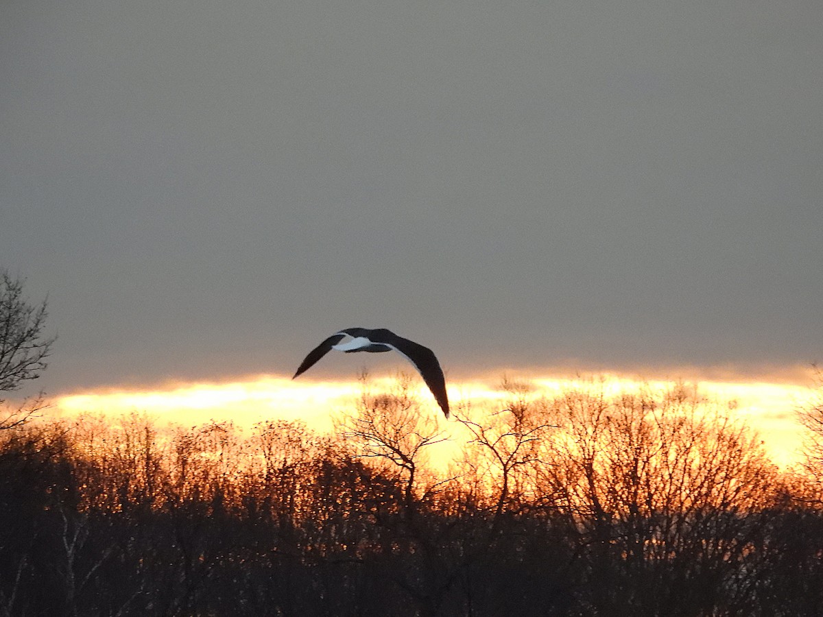 racek mořský - ML647367260