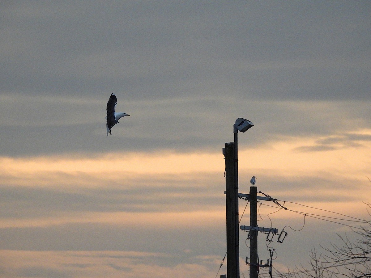 racek mořský - ML647367261