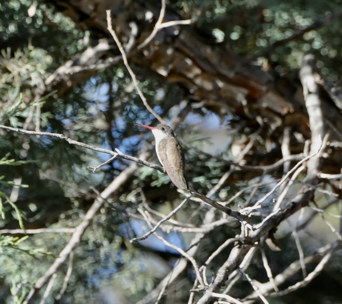Violet-crowned Hummingbird - ML647367263