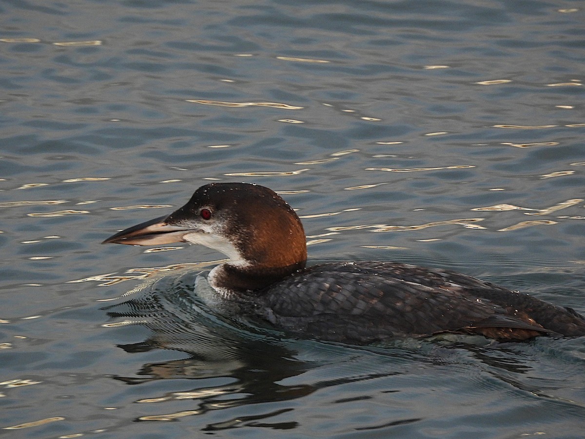 Common Loon - ML647367264