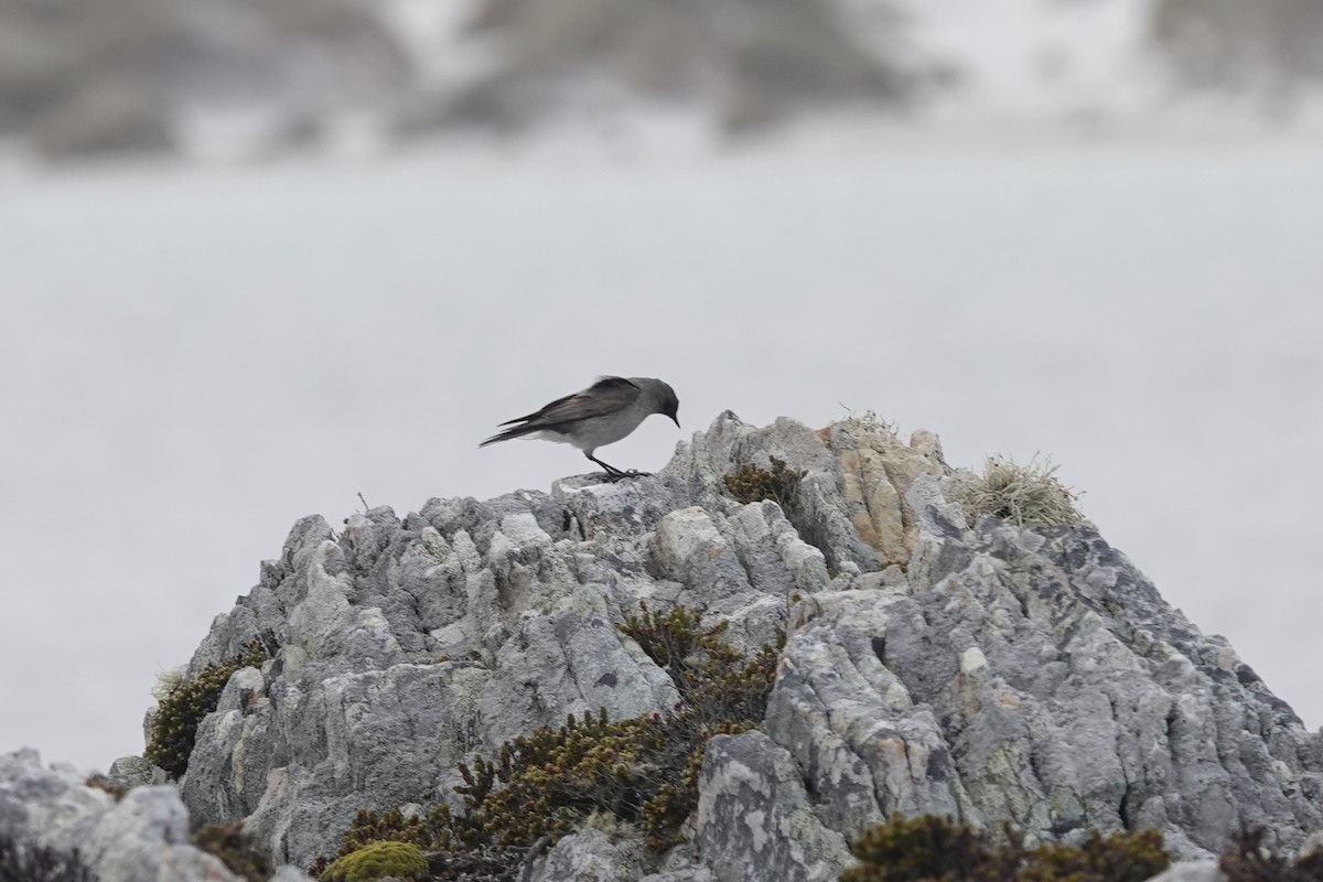 Dormilona Carinegra - ML647367265