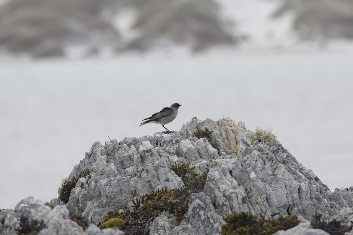 Dormilona Carinegra - ML647367267