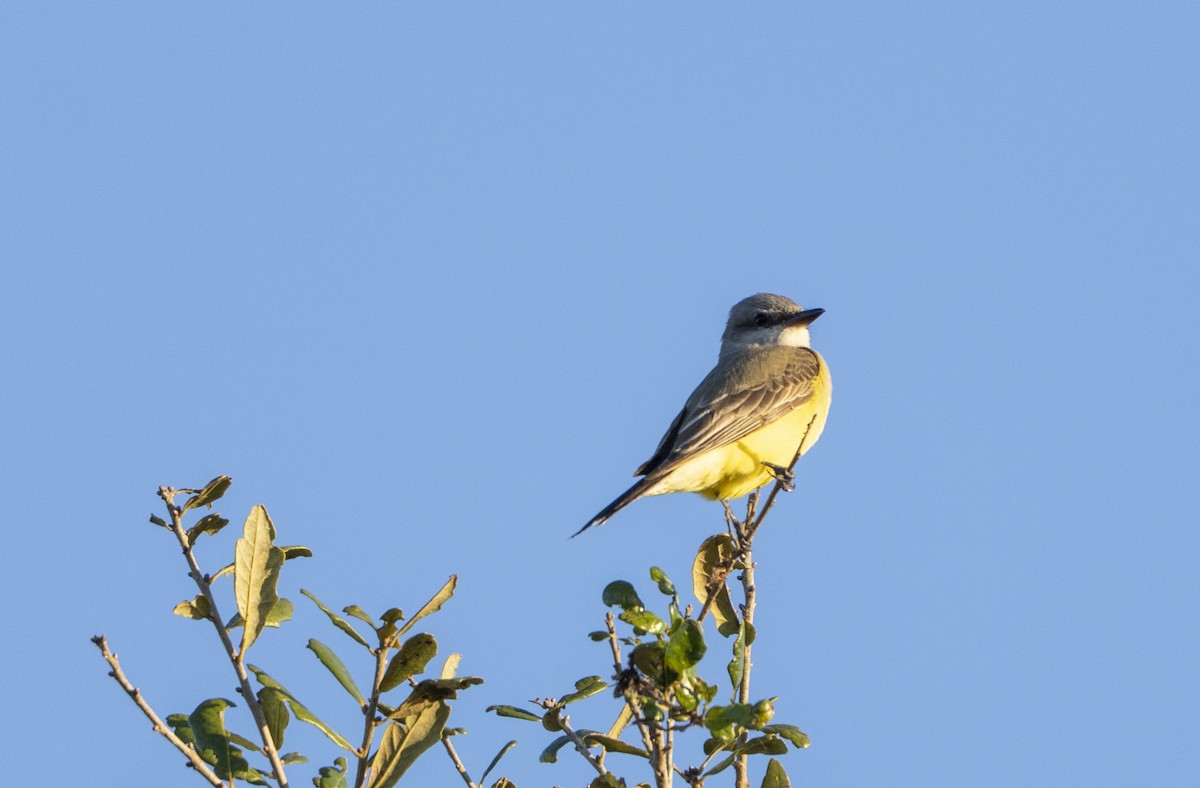 Batı Tiranı - ML647367273