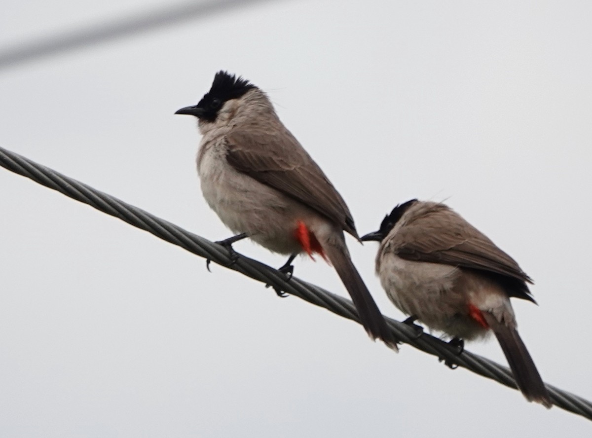 Sooty-headed Bulbul - ML647367274