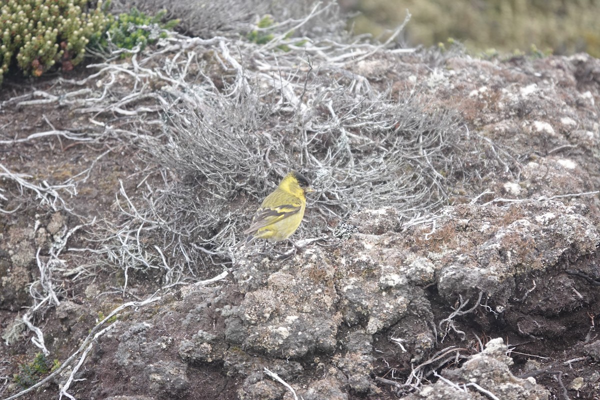 Black-chinned Siskin - ML647367276