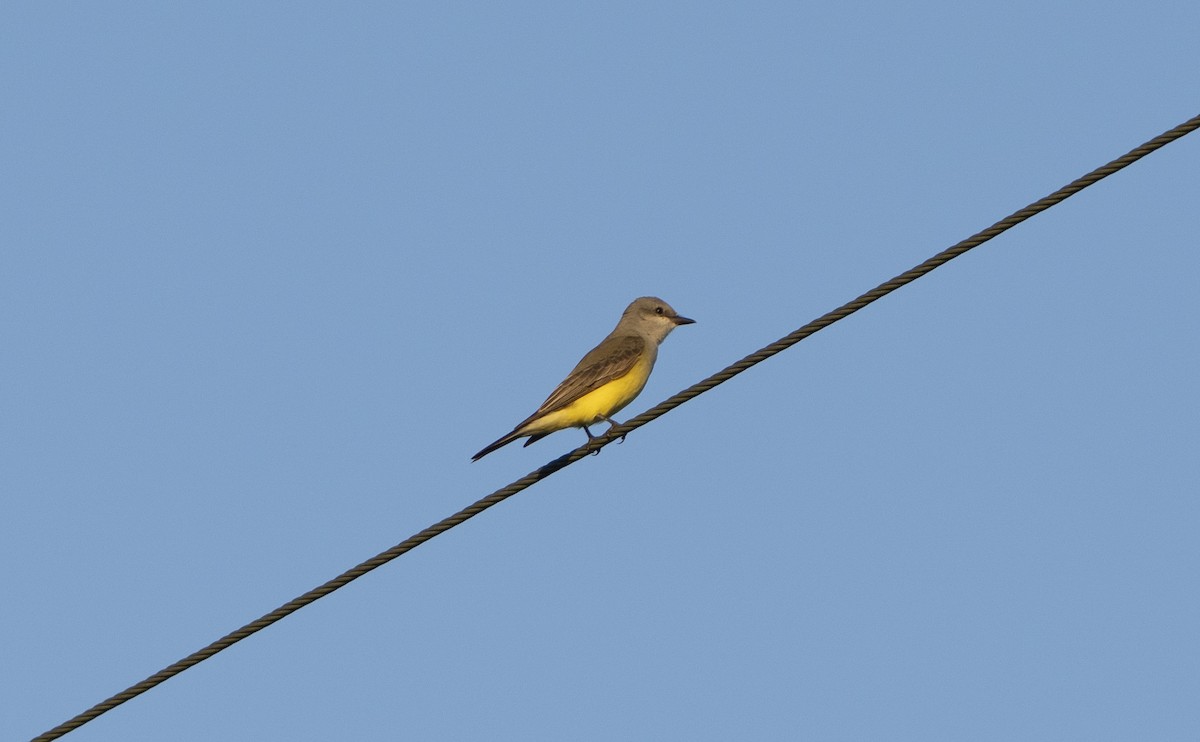 Batı Tiranı - ML647367279