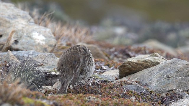 Уздечковый овсяночник - ML647367281