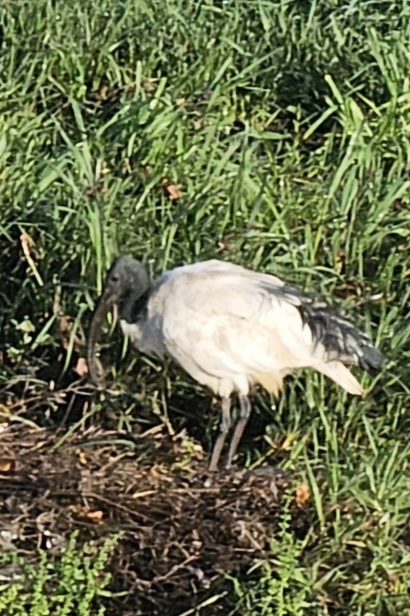 African Sacred Ibis - ML647367285