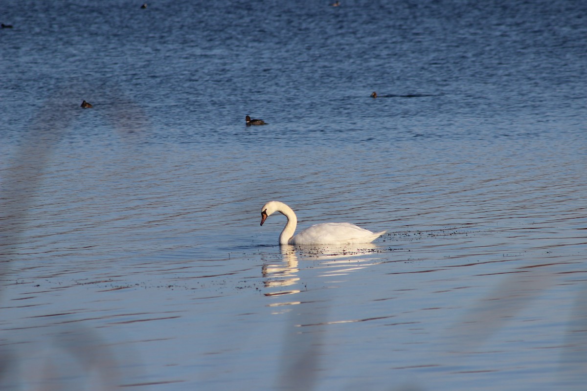 Mute Swan - ML647367295
