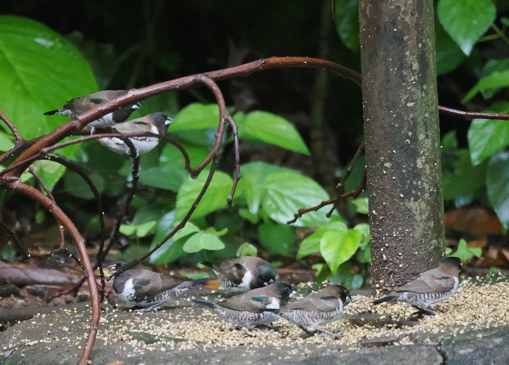 Bronze Mannikin - ML647367308