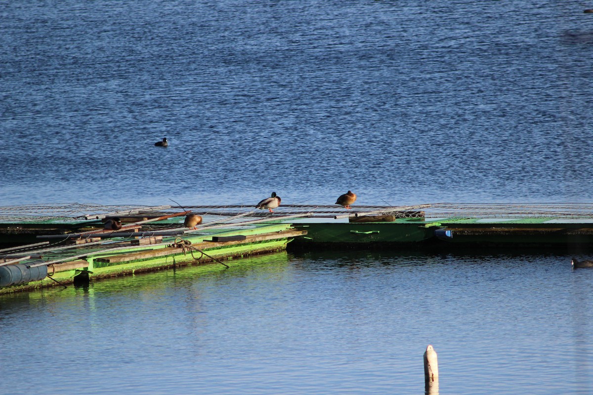 Mallard - ML647367309