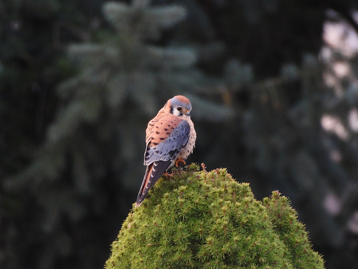 American Kestrel - ML647367314