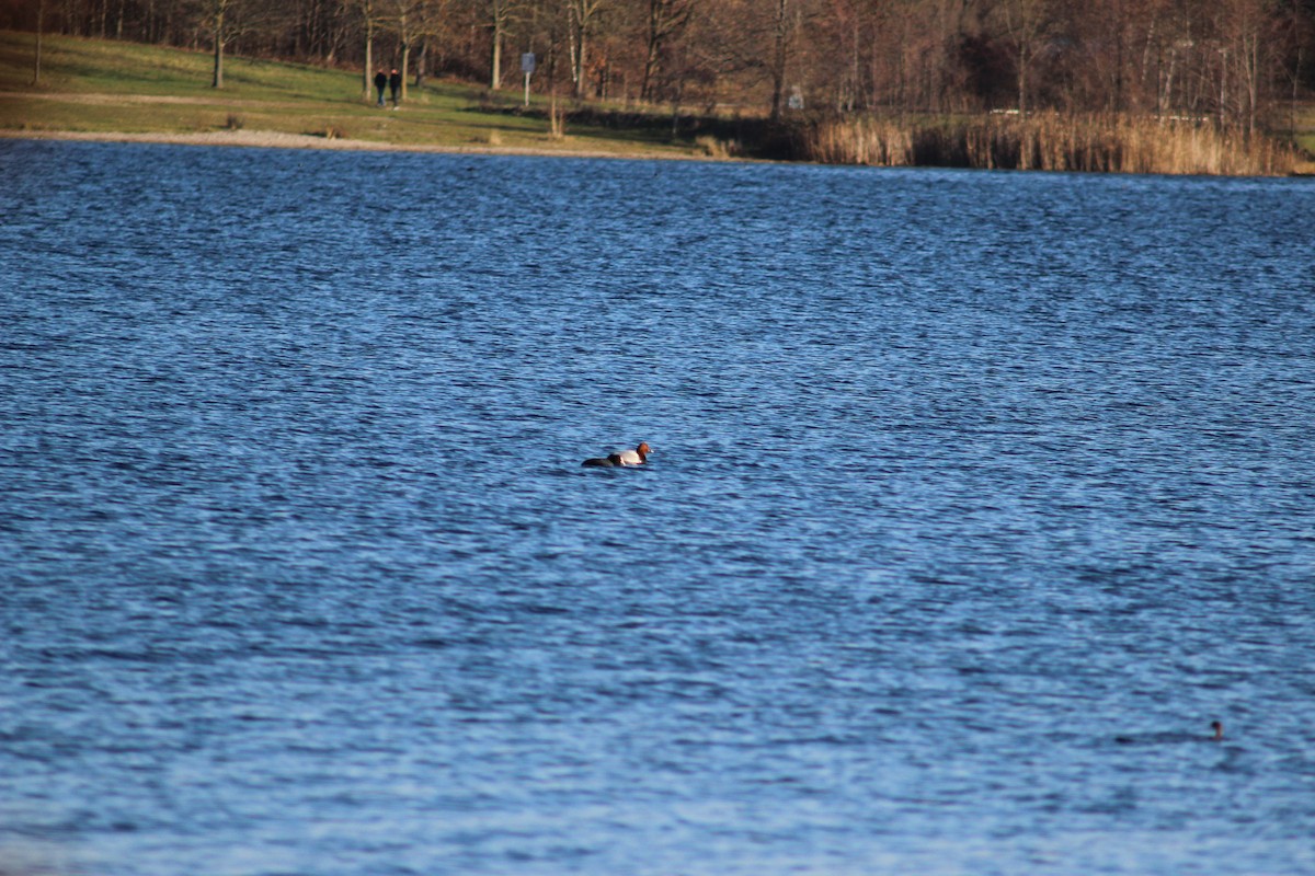 Common Pochard - ML647367321