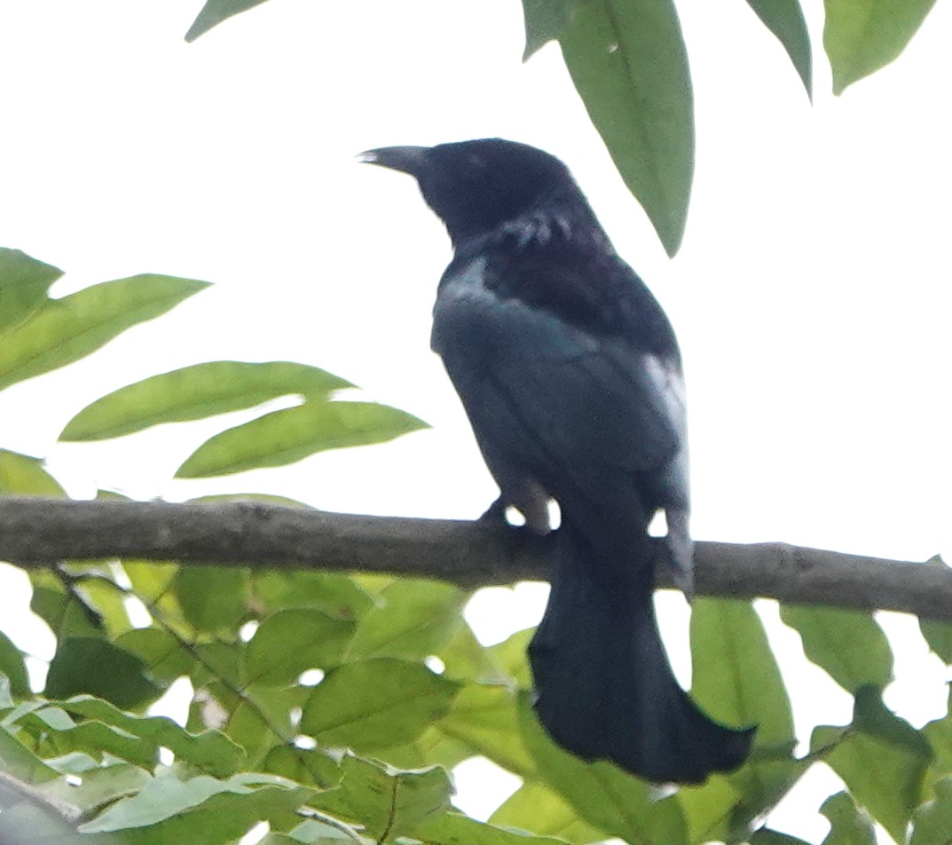 Hair-crested Drongo - ML647367326