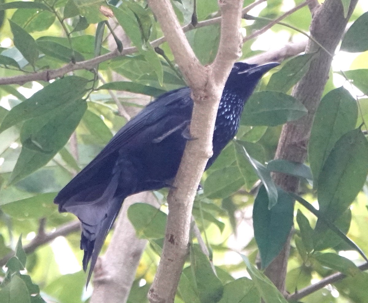 Hair-crested Drongo - ML647367328