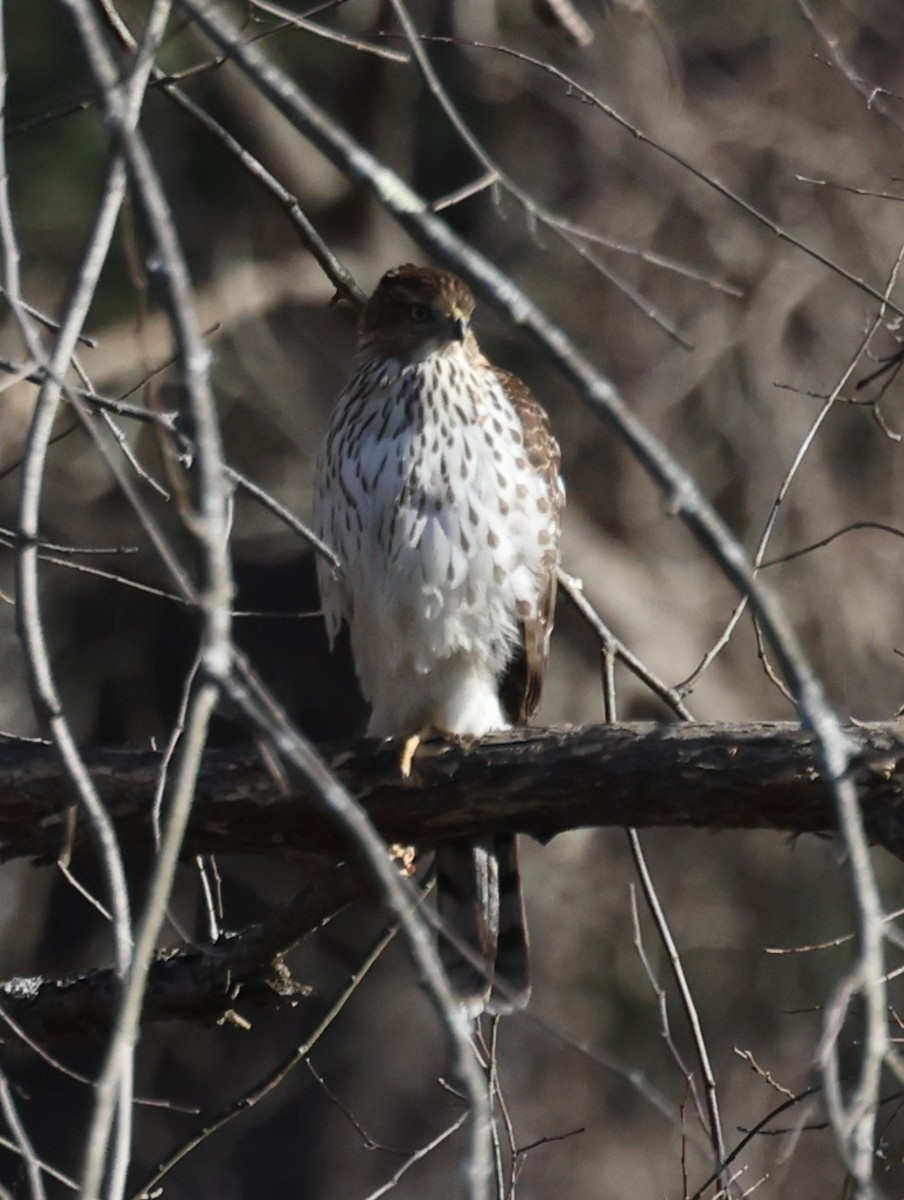 Cooper's Hawk - ML647367341