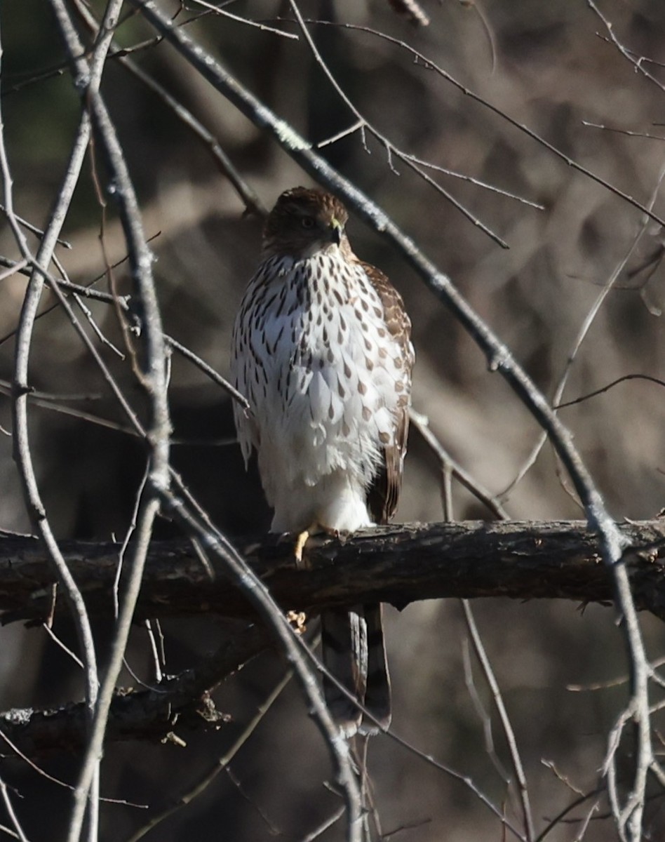 Cooper's Hawk - ML647367342