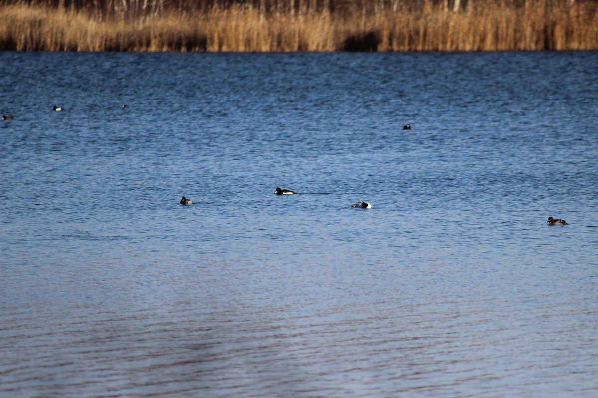 Tufted Duck - ML647367351