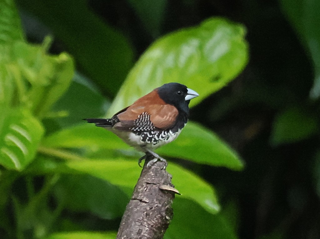 Чёрно-белая муния (nigriceps/woltersi) - ML647367363